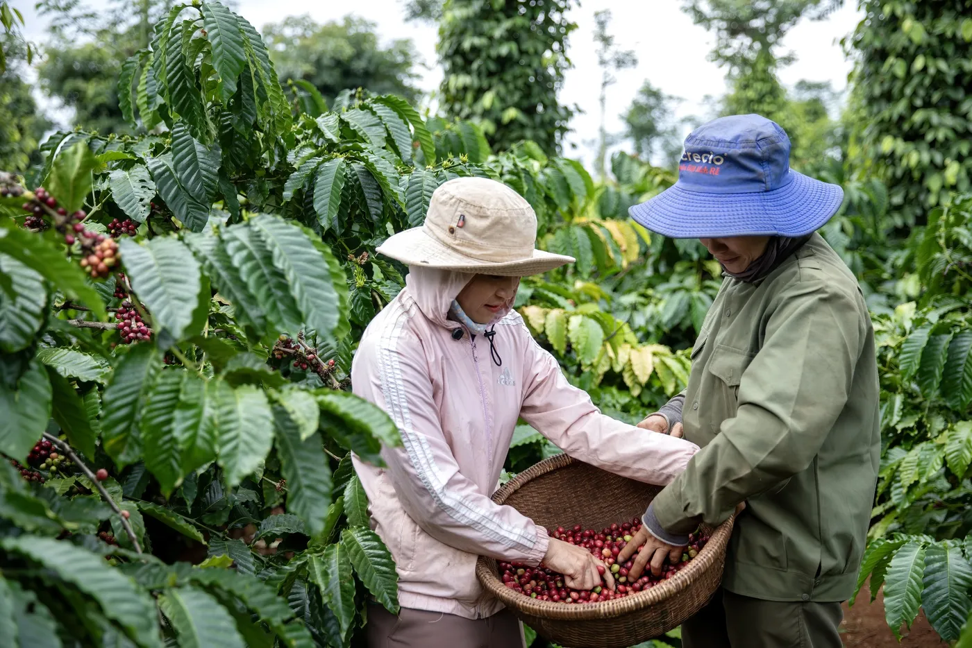 ECOM mở rộng bảo hiểm thời tiết cho nông dân cà phê Việt Nam trước rủi ro khí hậu